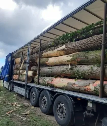 Grumes de Peuplier – Lot Camion Complet (60 stères) – Qualité Industrielle