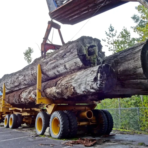 Grumes d’Érable – Lot Camion Complet (60 stères) – Essence Noble & Certifiée