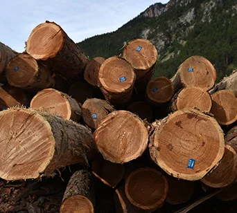 Mélèze en Grume – Camion de 50 Stères – Bois de Chauffage Idéal
